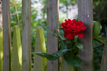 Rosenblüte am Gartentor © Christine Kuchem