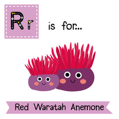 R letter tracing. Red Waratah Anemone. Cute children zoo alphabet flash card. Funny cartoon animal. Kids abc education. Learning English vocabulary. Vector illustration.