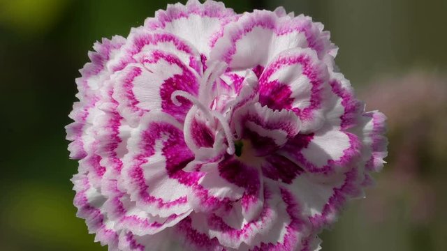 A fully blossomed purple flower in the garden with the strands of white in the flower petals