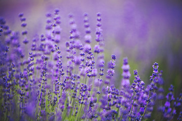 Lavender lilac flowers - floral background