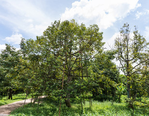 Fototapeta na wymiar Large durian tree with wooden strut.