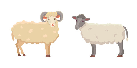 Vector set Cute Sheep and Ram isolated retro illustration. Standing Sheeps silhouette on white. Farm fanny milk young animals