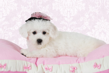 Bichon Frise puppy lying on the pink pillow