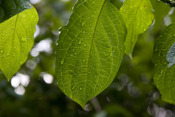 Blätter mit Regentropen