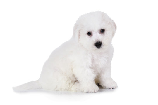 Bichon Frise puppy over white