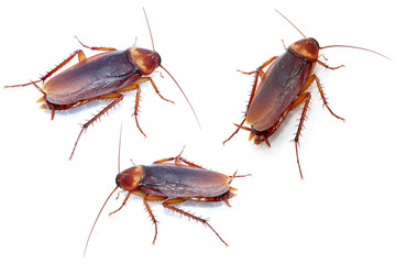 cockroaches