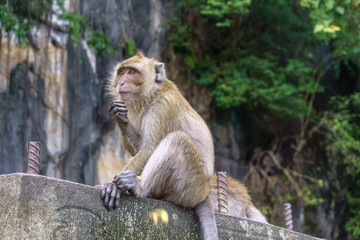 Monkey (Crab-eating macaque) with green tree background.