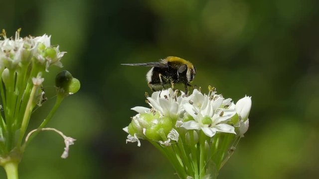 A big black bee on a white flower in the garden pollinating the flower in the botanical garden