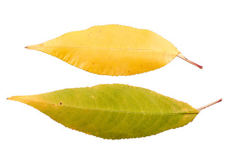 Naklejka premium Set of two autumn leaves withering in fall isolated on white background