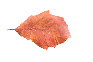 Piece of autumn leave withering in fall isolated on white background