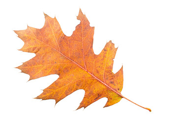 Fototapeta premium Piece of maple leave withering in fall isolated on white background