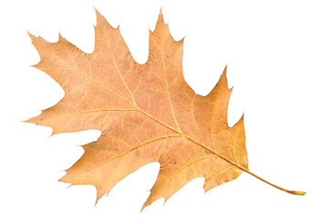 Piece of maple leave withering in fall isolated on white background