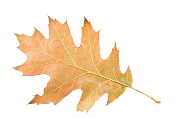 Piece of maple leave withering in fall isolated on white background