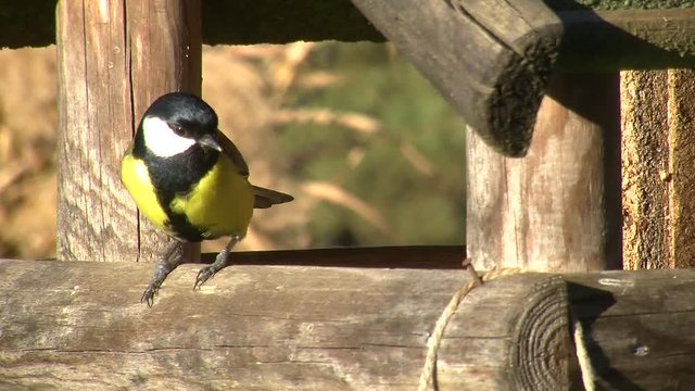 Eine Kohlmeise, eine Tannenmeise und eine Blaumeise holen nacheinander einen Kern aus dem Vogelhaus