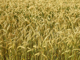 Kornfeld