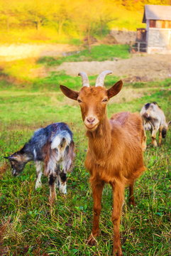 Domestic goats outdoor at green grass landscape