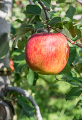 Red apple in garden