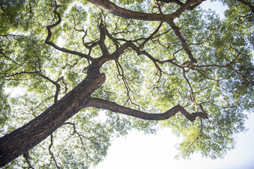 Fototapeta premium big green tree