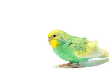 Wavy parrot on a white background.