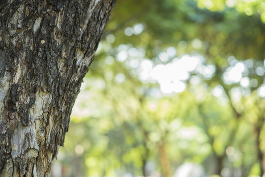 Fototapeta big green tree