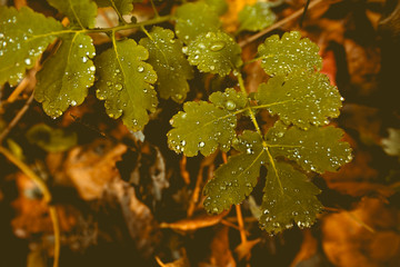 Raindrops on a leaves at november day - vintage style