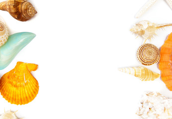 sea shells on a white background