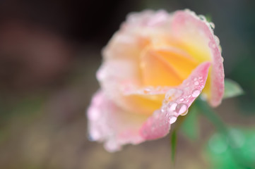 rose flowers close up on background . .