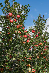Apple tree