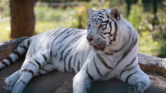 White Tiger Lying Down On Ground