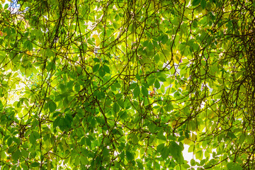 Background of green vine