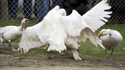Fight gander 11