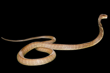 King Cobra Snake Ophiophagus hannah, isolated on black background. Side view. Phobia concept.