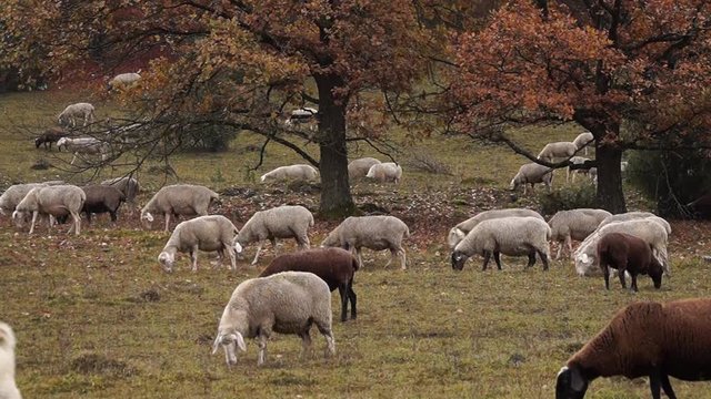  Schafe beim grasen