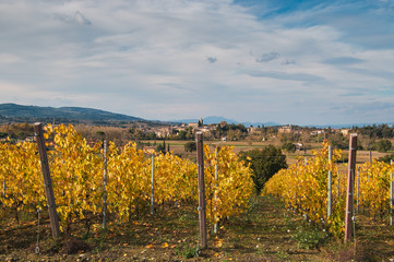 Fototapeta na wymiar Panorama su un vitigno in Umbria