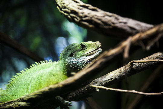 Close up green Iguana on branch in Bronx Zoo. NYC