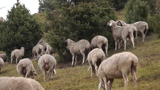  Schafe beim grasen