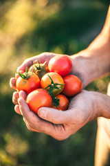 Farmer holding fresh tomatoes at sunset. Food, vegetables, agriculture