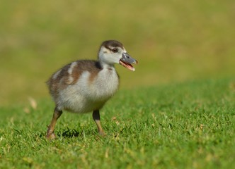 Egyptian Geese Baby