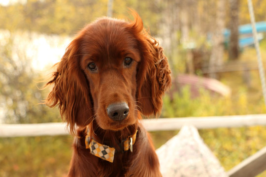 Dog Irish Setter