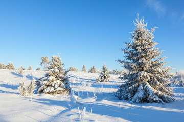 Winter Spruce tree