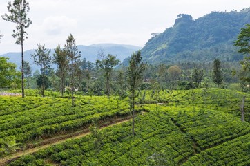 Naklejka premium Tea plantations in Central highlands of Sri Lanka