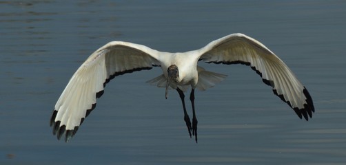 African Sacred Ibis caught in flight