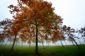 Obraz premium Piante in autunno