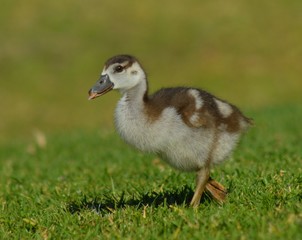 Baby geese enjoying life