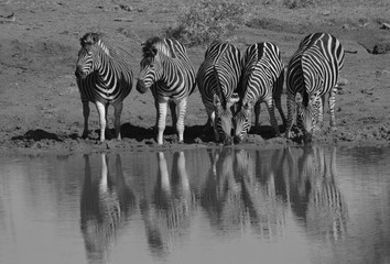 Zeal of Zebras at a waterhole 