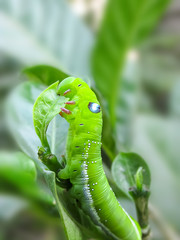 Green cobra Caterpillar in Macro.