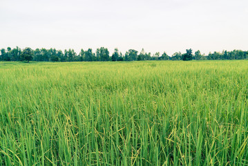 Green rice field in Thailand. Vintage filter style