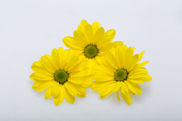 young yellow chrysanthemum flower isolated on white