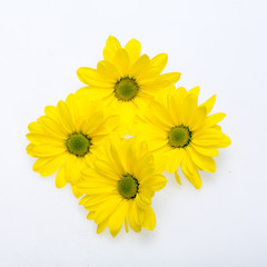 young yellow chrysanthemum flower isolated on white