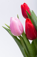 colorful bouquet of fresh spring tulip flowers